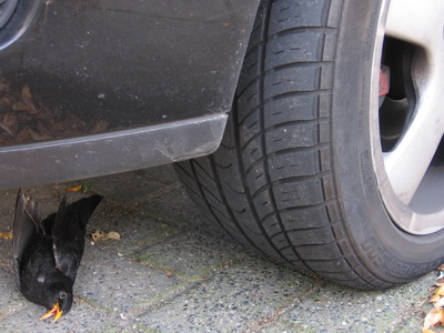 09. Natuur versus cultuur_L